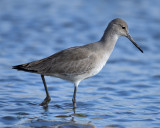 Western Willet, Basic Plumage