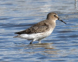 Dunlin, Basic Plumage