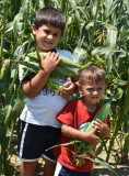 Picking sweet corn on my brothers farm