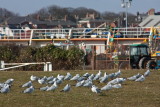 Hornsea -9568.jpg