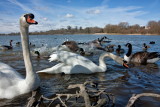 Hornsea Mere IMG_1021.jpg