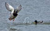 IMG_1152.jpg
