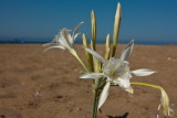 Cyprus IMG_6470.jpg