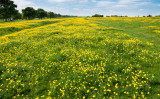Beverley Westwood IMG_1337.jpg