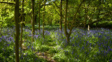 Burton Bushes, Beverley Westwood Bushes bluebells IMG_1351.jpg