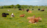 Beverley Westwood IMG_1342.jpg