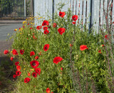 Poppies IMG_1506.jpg