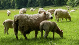 Helmsley IMG_2377.jpg
