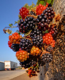 Brambles IMG_4656.jpg