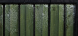 3 webs IMG_6975.jpg