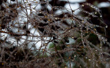 Glisten IMG_6994.jpg