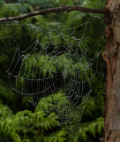 Web IMG_6971.jpg