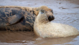 Donna Nook IMG_8656.jpg