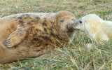 Donna Nook - Grey Seals IMG_6798.jpg