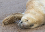 Donna Nook - Grey Seals IMG_6858.jpg