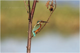 Martin pêcheur d'Europe - Common kingfisher.JPG
