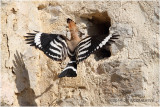 Huppe fasciée - Hoopoe 3356.JPG