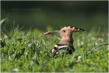 Huppe fasciée - Hoopoe 6702.JPG