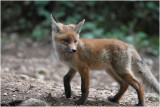 renardeau - fox cub 0163.JPG