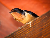 Swallows