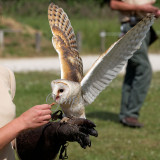 Tyto alba