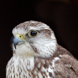 Falco cherrug