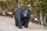 Ours noir (Baribal )- Black Bear - Ursus americanus