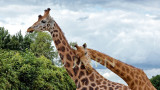 Girafe (Giraffa camelopardalis)