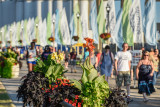20160720_Canalside_web-124248.jpg