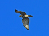 IMG_5395RS.jpg