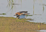 Killdeer
