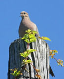 Mourning Dove