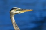 Wading Birds