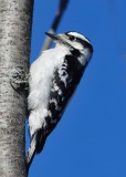Woodpeckers