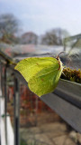 Close Up Insects / Makro Insekter