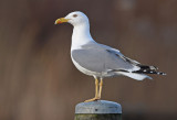 Geelpootmeeuw-grou-2016-jan-1.jpg