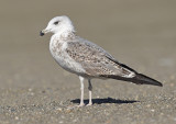 Yellow legged gull second winter Malaga 1.jpg