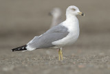 Yellow legged gull third winter Malaga 3.jpg