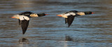 Grand harlesCommon Mergansers