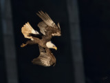 Pygargue à tête blancheBald Eagle