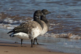 Bernache cravantBrant Goose
