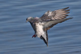 Pigeon bisetRock Pigeon