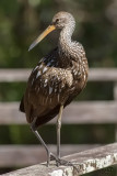 Courlan brunLimpkin