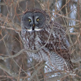 Chouette laponeGrey Owl
