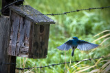 _DSC2296pb.jpg Coming In
