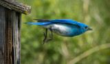 _DSC2777pb.jpg The Bullet