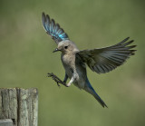 _DSC3770pb.jpg The More Time The Female Bluebird