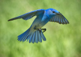 _DSC3905pb.jpg lot's of shots of this Moutain Bluebird