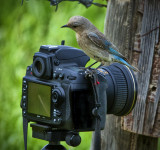 _DSC4031pb.jpg Just Checking the Exposure