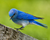 _DSC4602pb.jpg Walking the Plank